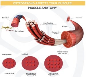 Muscle Strength Muscle Strength