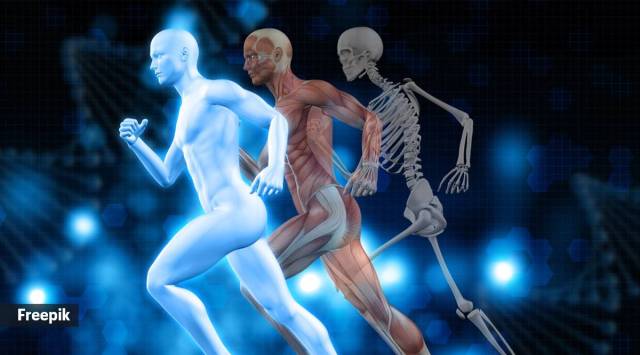 Bones